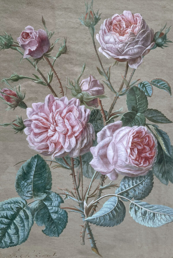 gouache-fleurs-par-francois-nicolas-laurent-5